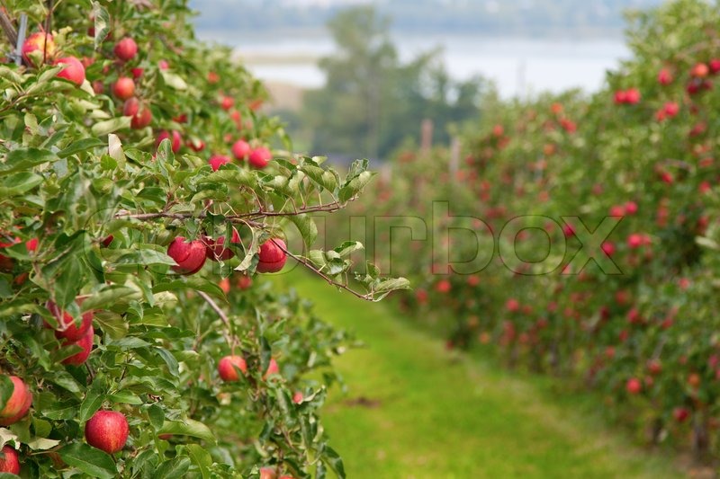 2356206-apple-garden-full-of-riped-red-apples.jpg